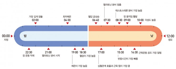 인체의 일주리듬 - 혈압이나 체온뿐 아니라 각성상태, 수면 등 많은 생리적 활성이 24시간 주기성을 보인다. 최근 이런 주기성을 이용해 행동패턴을 결정하고 의약품을 적용하려는 연구가 활발하다. - 과학동아 제공